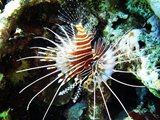 Lion Fish Banda Naira