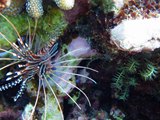 Lion Fish - Bintang Laut Banda Naira